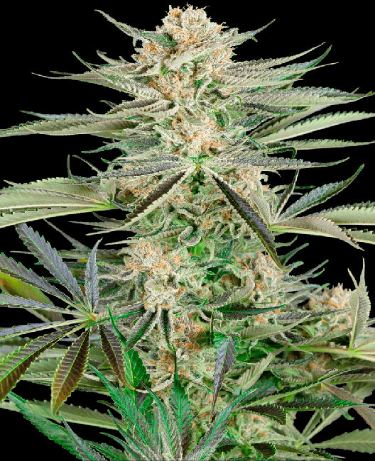 Sensi Seeds Screwdriver OG Feminised Seeds