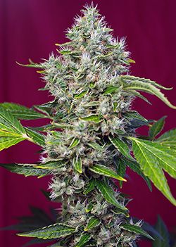 Sweet Seeds San Fernando Lemon Kush Feminised Seeds