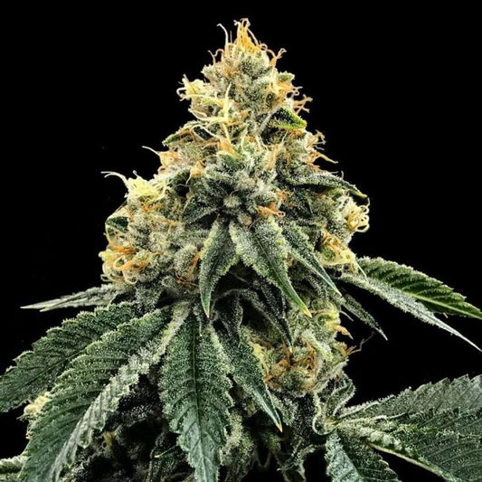 DNA Genetics Kosher Dawg Feminised Seeds