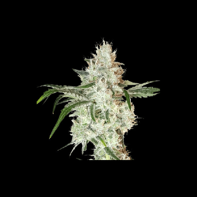 Super Sativa Seed Club Lemon OG Feminised Seeds