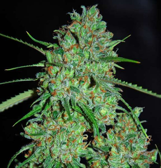 G13 Labs White Critical Feminised Seeds