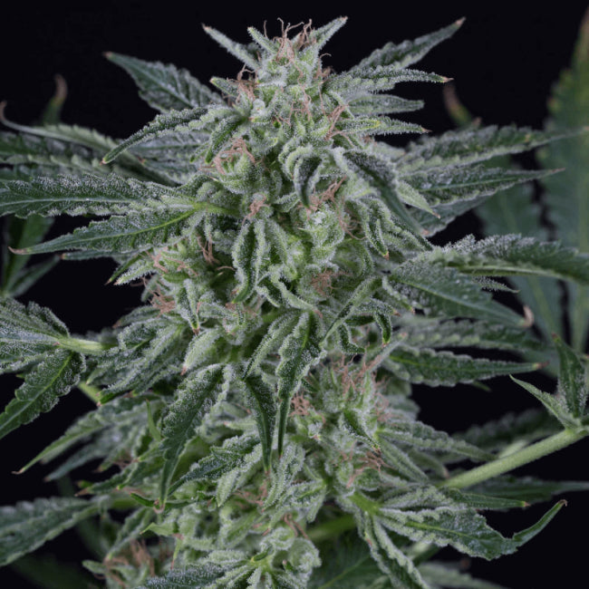 Silent Seeds Critical Jack Auto Feminised Seeds