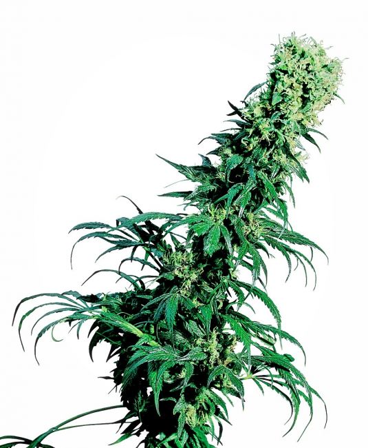 Sensi Seeds Early Pearl Regular Seeds