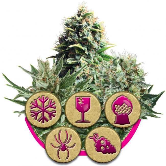 Royal Queen Seeds Feminized Mix Feminised Seeds