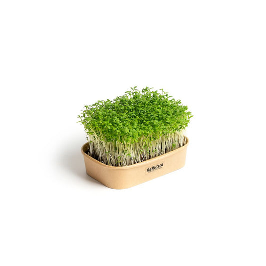 Pestebna Set for home cultivation Microgreens Watercress