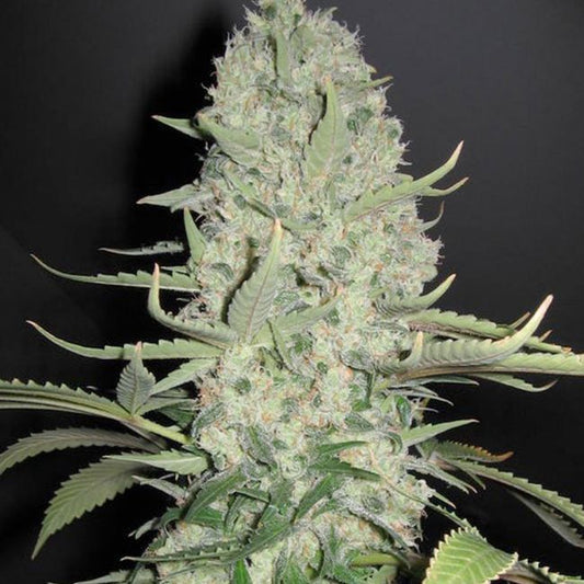 Female Seeds White Widow x Big Bud Feminised Seeds