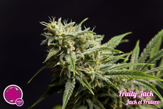 Philosopher Seeds Fruity Jack Feminised Seeds