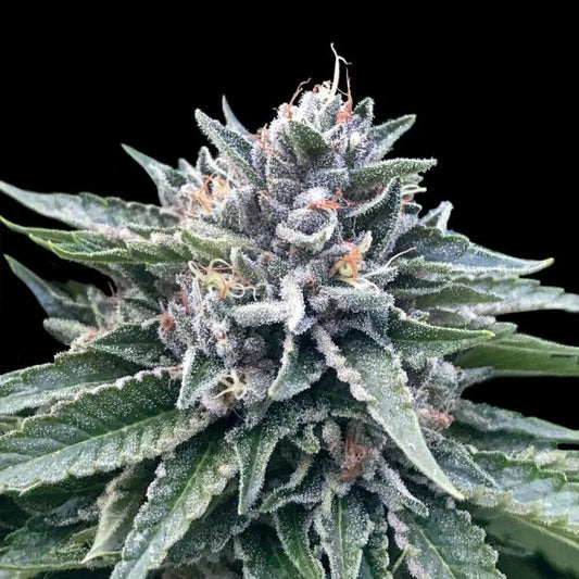 DNA Genetics Sorbet #4 Feminised Seeds (Sorbet Collection)