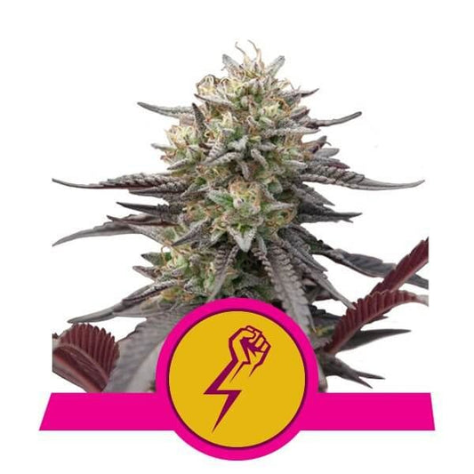 Royal Queen Seeds Green Crack Punch Feminised Seeds