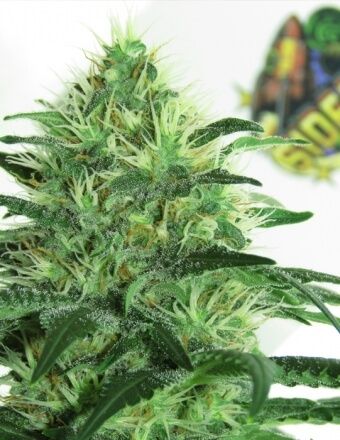 Ripper Seeds Sideral Feminised Seeds