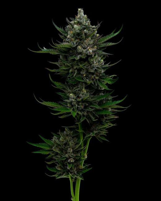 Humboldt Seed Co. All Gas OG Auto Feminised Seeds