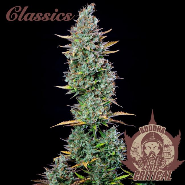 Buddha Seeds Buddha Classics Critical Auto Feminised Seeds