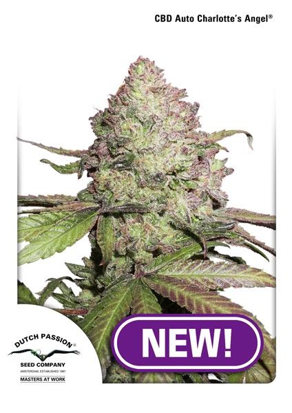 Dutch Passion Charlotte's Angel CBD Auto Feminised Seeds