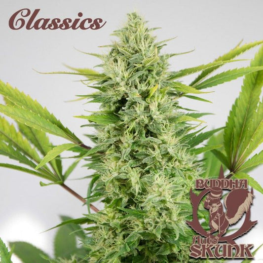 Buddha Seeds Buddha Classics Skunk Auto Feminised Seeds