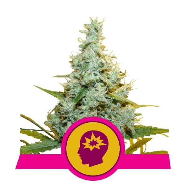 Royal Queen Seeds AMG (Amnesia Mac Ganja) Feminised Seeds