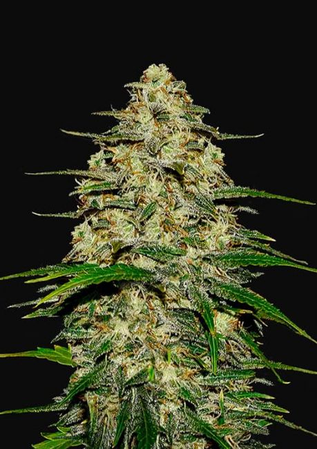 FastBuds Wedding Cheesecake Auto Feminised Seeds