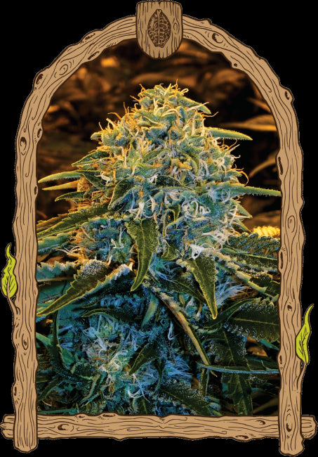 Exotic Seed Z & Z Feminised Seeds