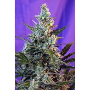 Sweet Seeds Sweet Skunk Auto Feminised Seeds