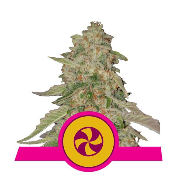 Royal Queen Seeds Sweet ZZ (formerly Sweet Zkittlez) Feminised Seeds