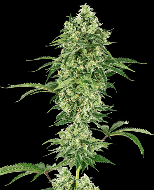 White Label Seed Company Nicole Hindu Kush Feminised Seeds