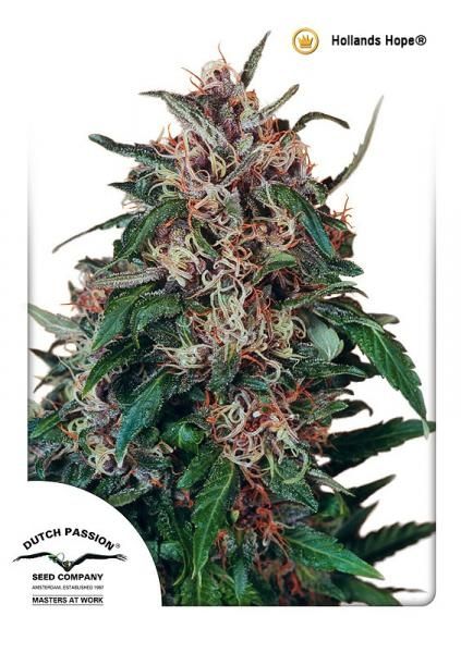 Dutch Passion Hollands Hope Regular Seeds