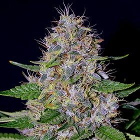 G13 Labs Apple Crumble Feminised Seeds