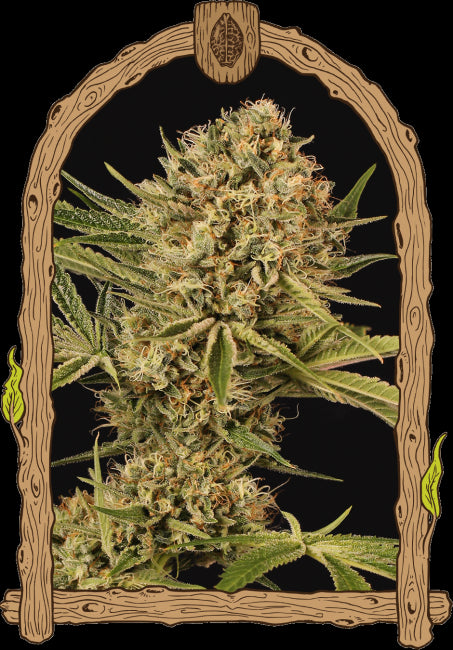 Exotic Seed Herz OG Feminised Seeds