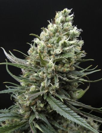 Ripper Seeds Ripper Haze Feminised Seeds