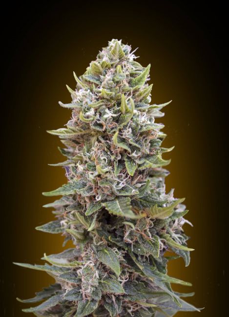 00 Seeds Cheese Berry Auto Feminised Seeds