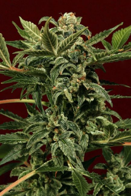 Exotic Seed Russian Auto Feminised Seeds