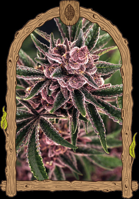 Exotic Seed Tropical Fuel Feminised Seeds