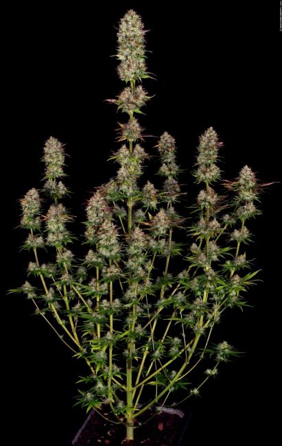 Paradise Seeds Apricot Candy Feminised Seeds