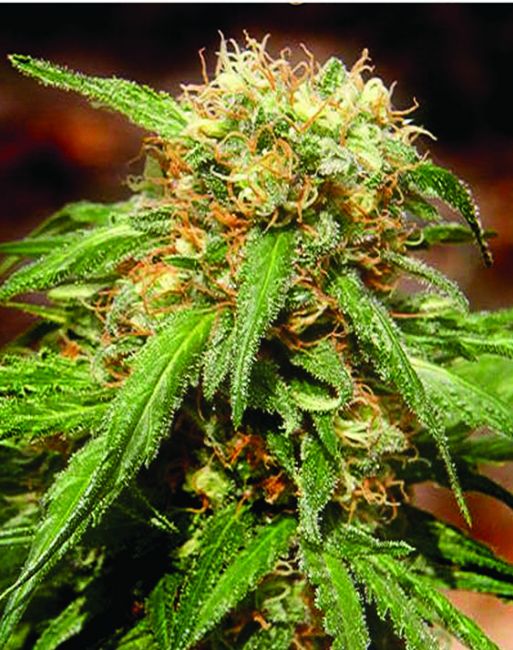 Sweet Seeds Sweet Tai Feminised Seeds