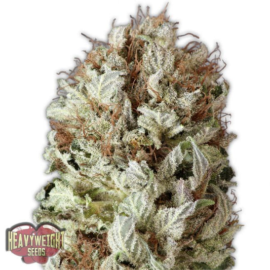 Heavyweight Seeds Extreme Impact Auto Feminised Seeds