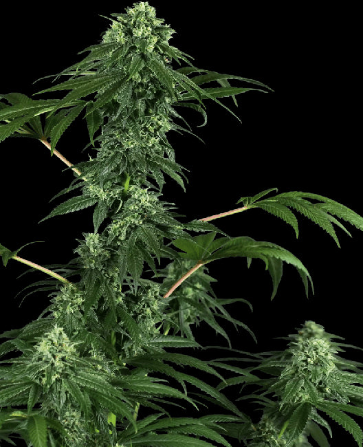 Sensi Seeds 420 Punch Feminised Seeds