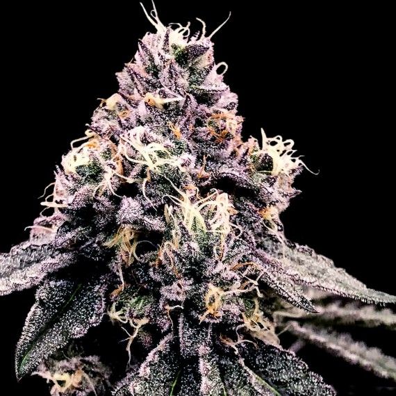 DNA Genetics Kosher Pie Feminised Seeds