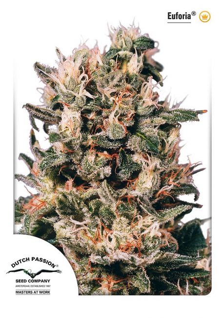 Dutch Passion Euforia Feminised Seeds