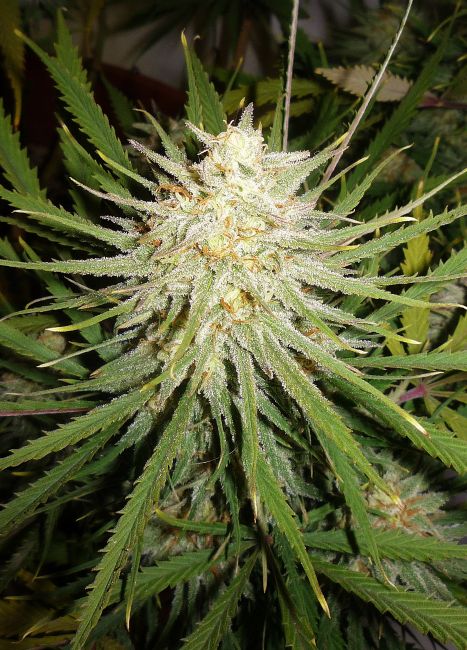 Female Seeds Cinderella 99 Feminised Seeds