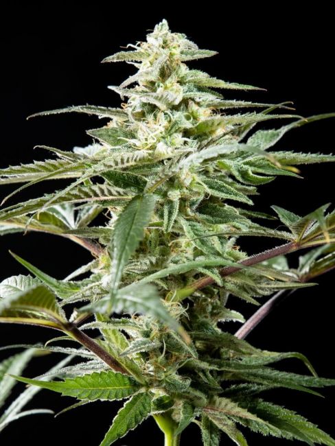 Philosopher Seeds Rich Candy CBD Feminised Seeds