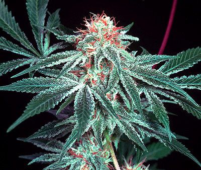 Mr Nice Seedbank Shark Shock Regular Seeds