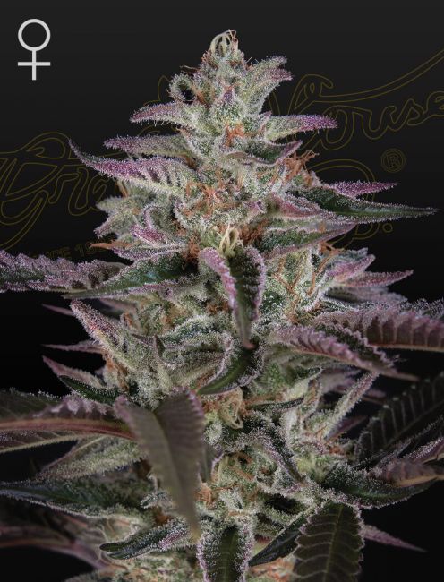 Greenhouse Seed Co. Banana Krumble Feminised Seeds