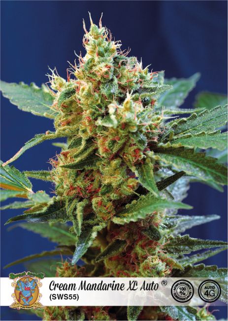 Sweet Seeds Cream Mandarine XL Auto Feminised Seeds