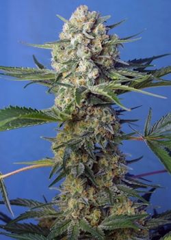 Sweet Seeds Crystal Candy F1 Fast Version Feminised Seeds