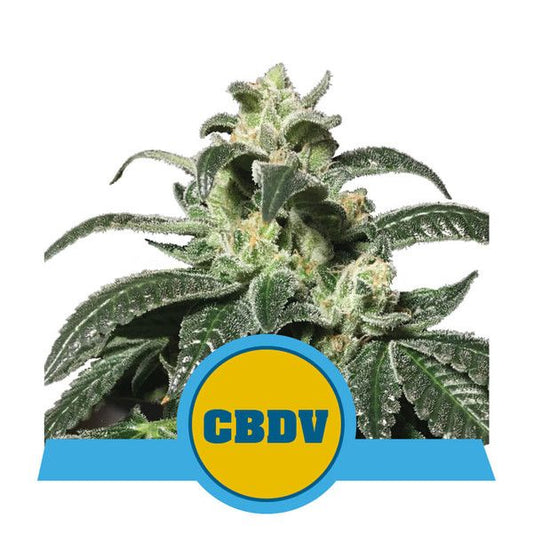 Royal Queen Seeds Royal CBDV Auto Feminised Seeds