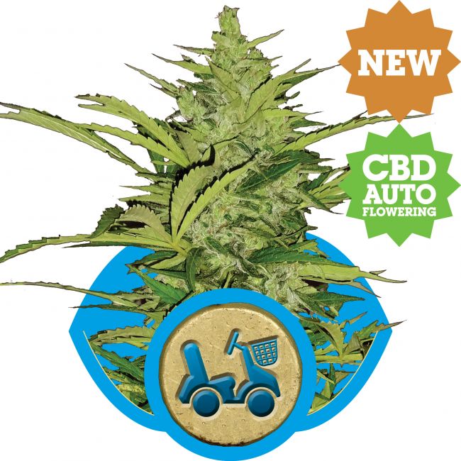 Royal Queen Seeds Fast Eddy CBD Auto Feminised Seeds