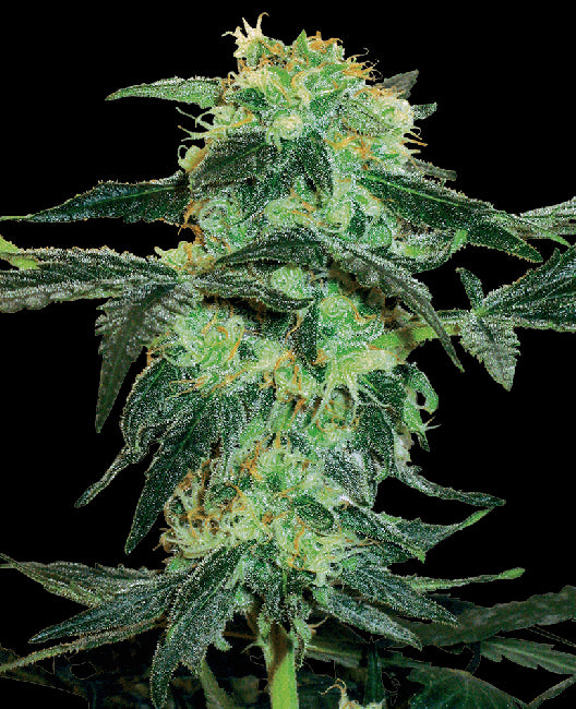 White Label Seed Company White Ice Regular Seeds