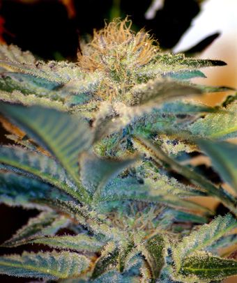 Sweet Seeds Mohan Ram Feminised Seeds