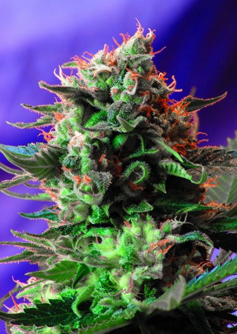 Sweet Seeds Jack 47 F1 FAST Version Feminised Seeds