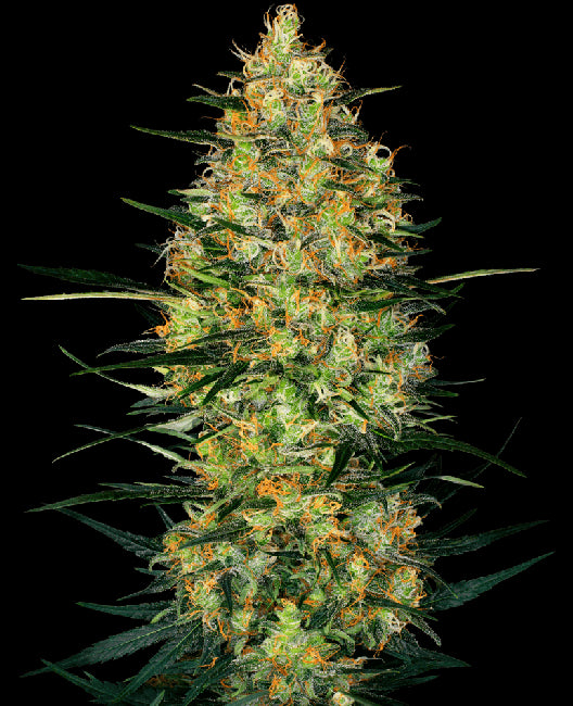 Sensi Seeds Caramellow Kush Auto Feminised Seeds