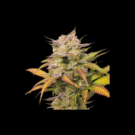 Super Sativa Seed Club Sweet Bourbon Kush Auto Feminised Seeds